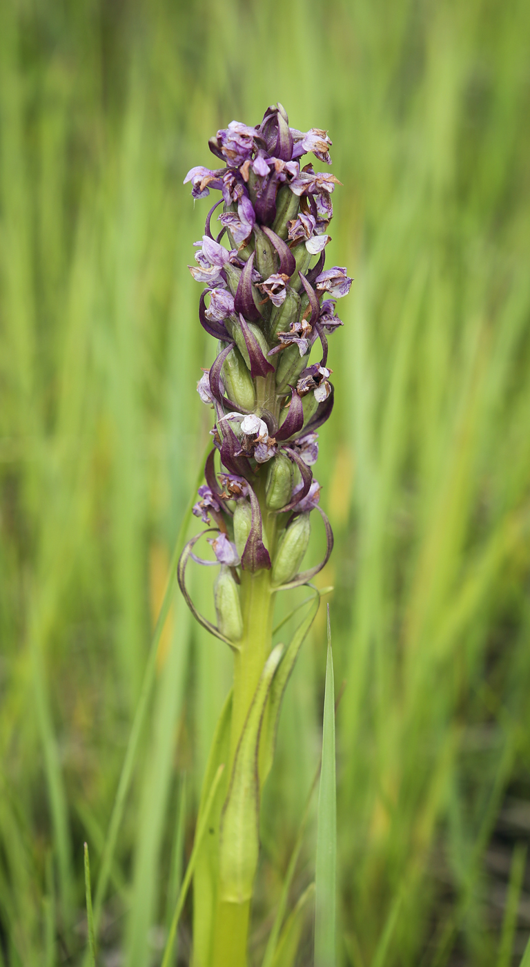 Image of Dactylorhiza incarnata specimen.