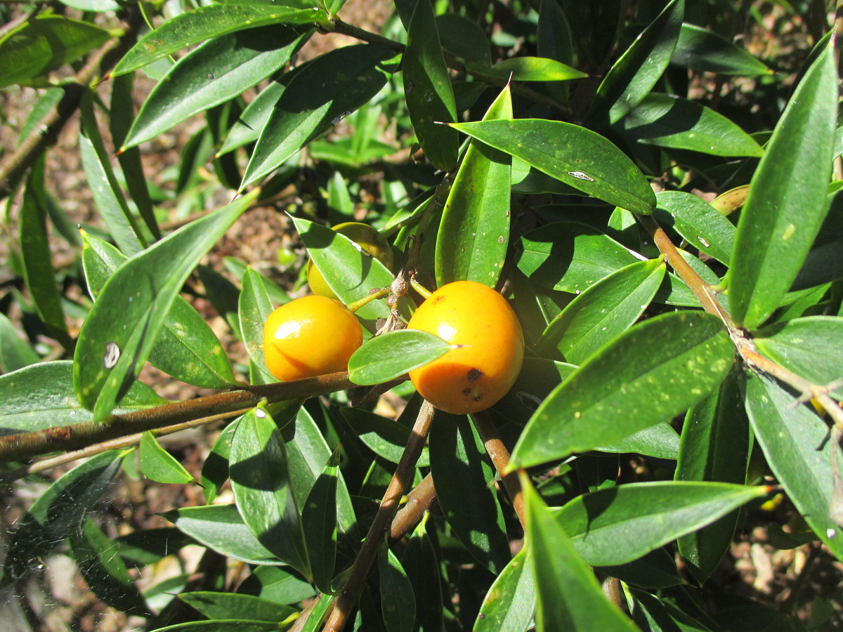 Изображение особи Bonellia macrocarpa.