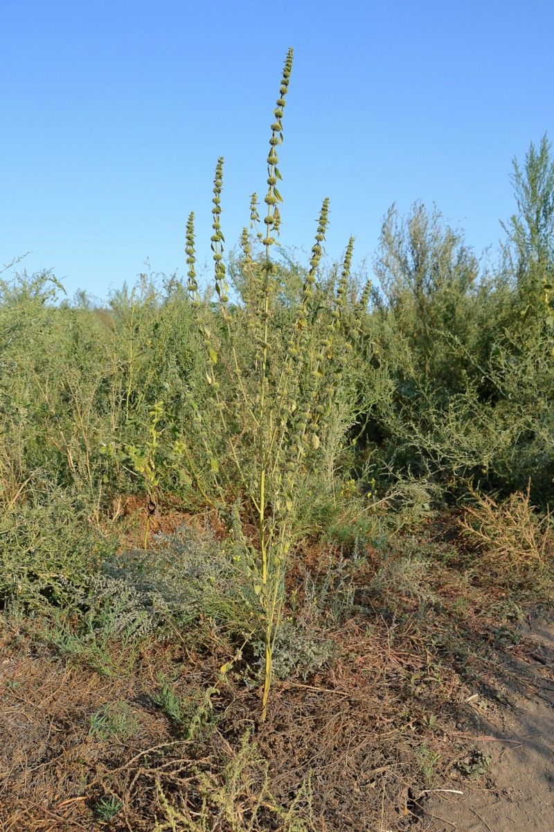 Изображение особи Chaiturus marrubiastrum.