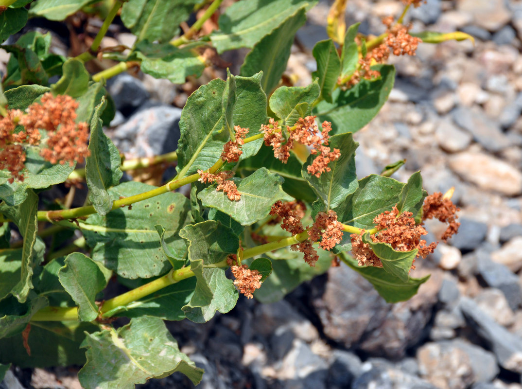 Изображение особи Aconogonon hissaricum.