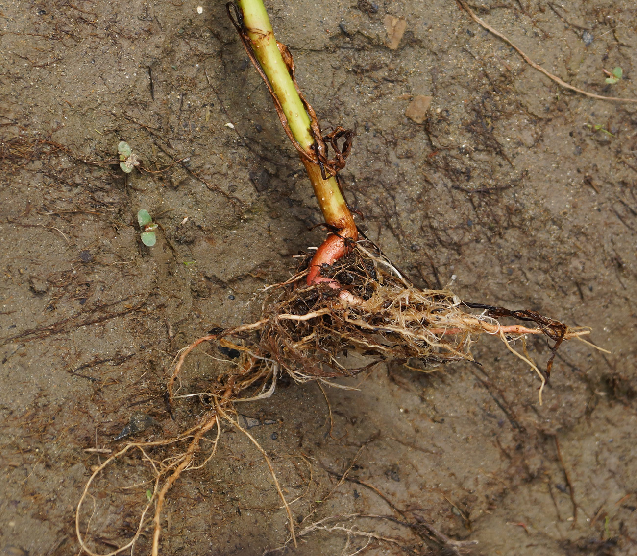 Image of Persicaria lapathifolia specimen.