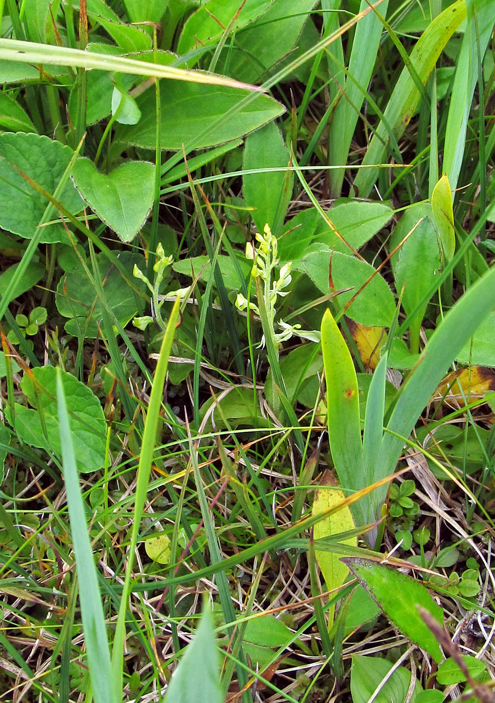 Image of Listera convallarioides specimen.