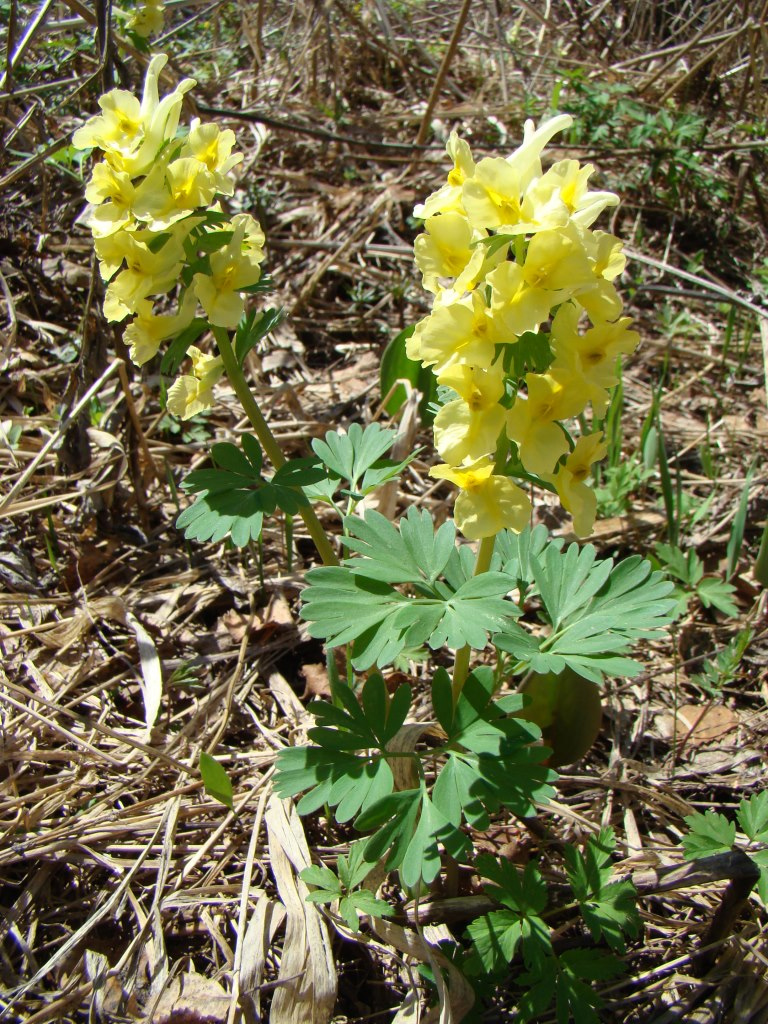 Изображение особи Corydalis bracteata.