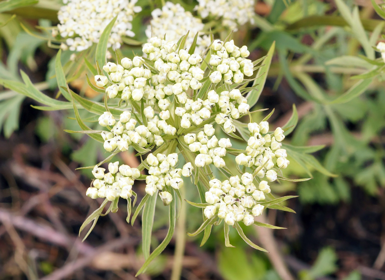 Изображение особи Pleurospermum uralense.