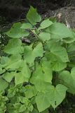 Paulownia tomentosa