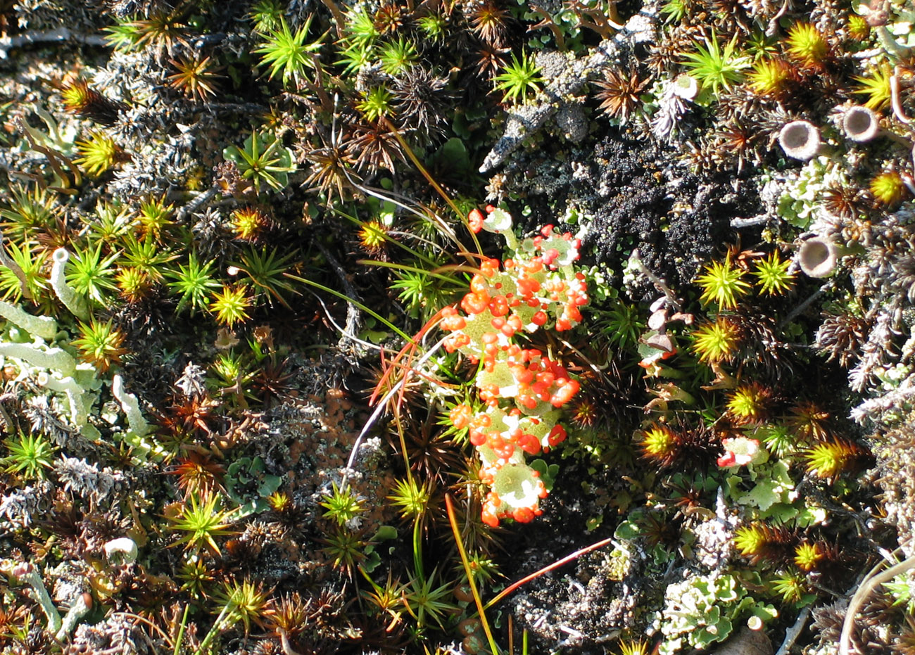 Image of genus Cladonia specimen.