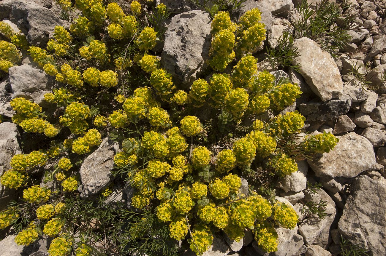 Image of Cruciata taurica specimen.