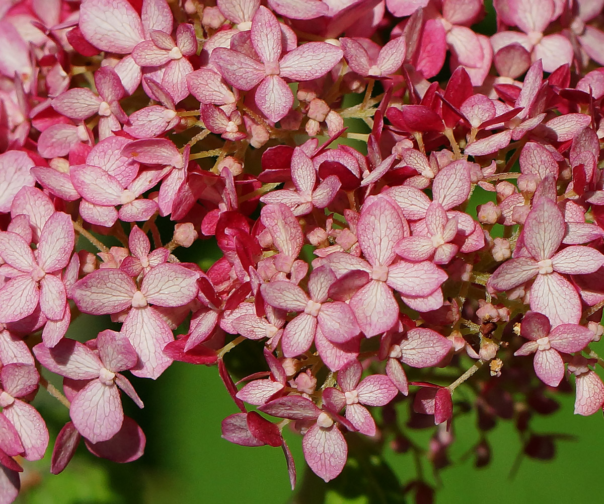 Image of Hydrangea arborescens specimen.