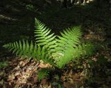 Dryopteris filix-mas. Вегетирующее растение. Крым, долина р. Бурульча, буковый лес. 13 мая 2018 г.