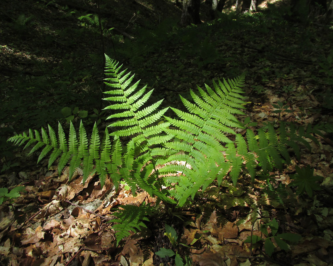 Изображение особи Dryopteris filix-mas.