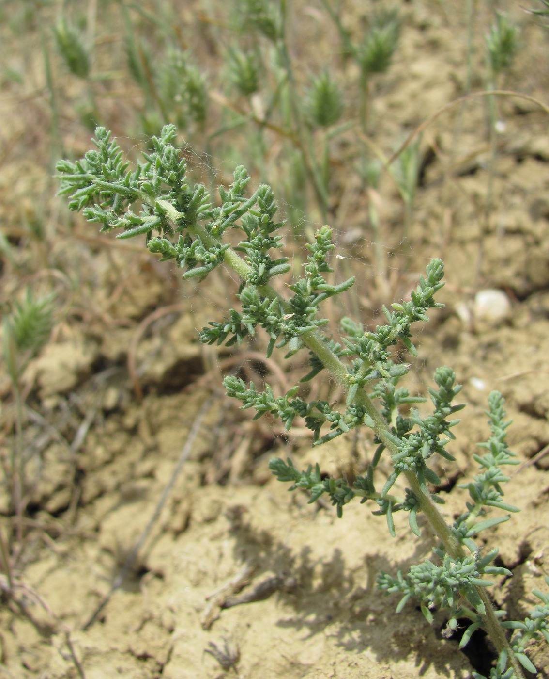 Image of genus Salsola specimen.