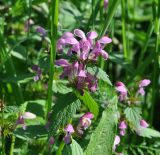 Lamium maculatum