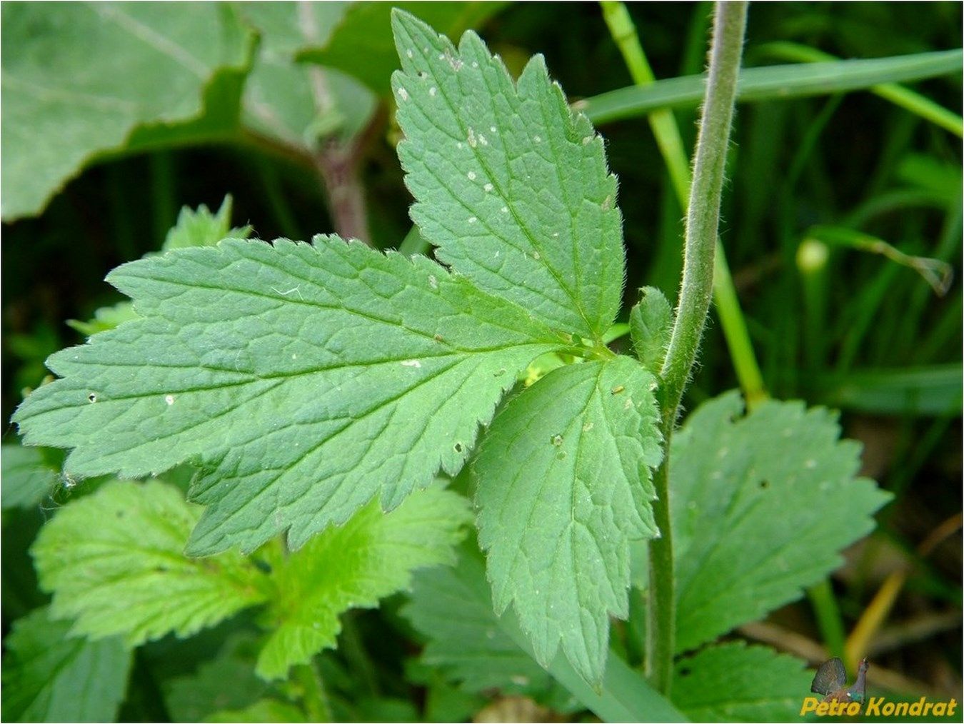 Image of Geum rivale specimen.