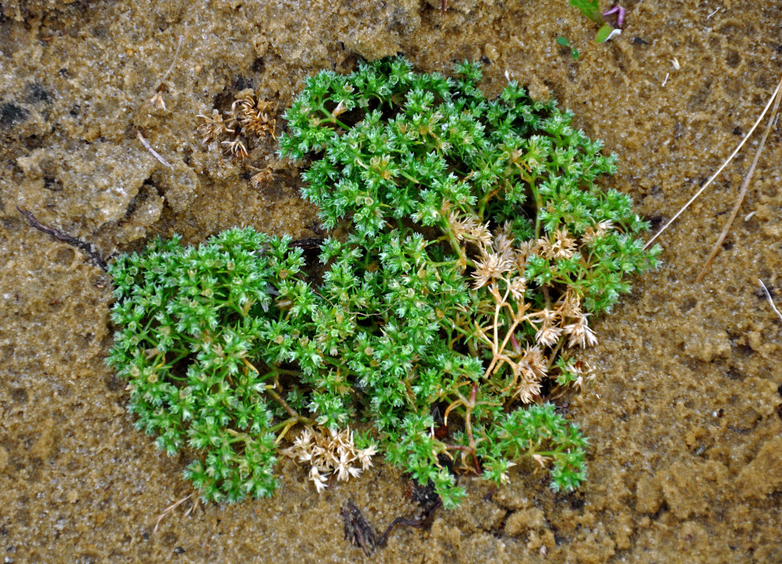 Image of Scleranthus annuus specimen.