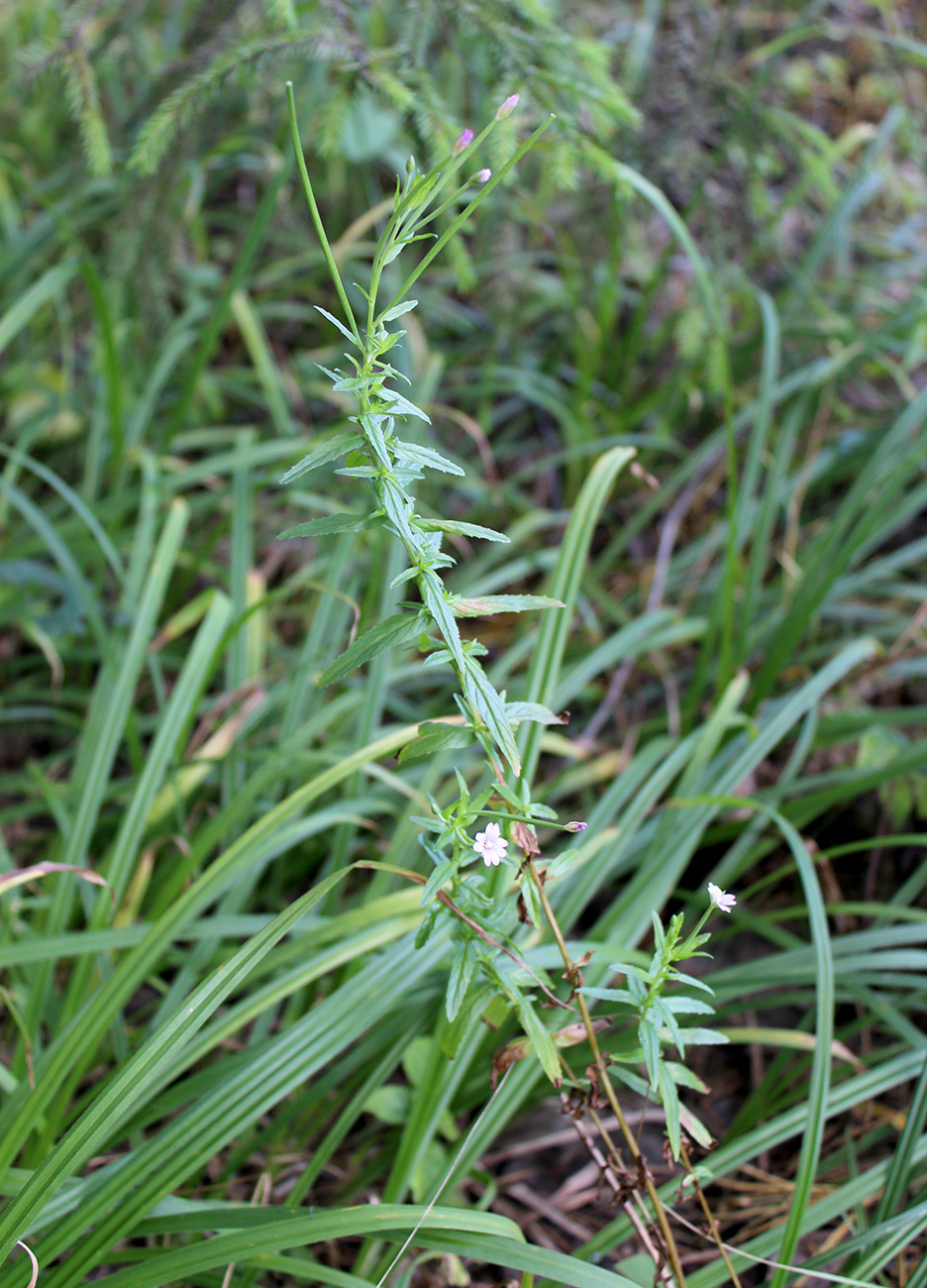 Image of Epilobium tetragonum specimen.