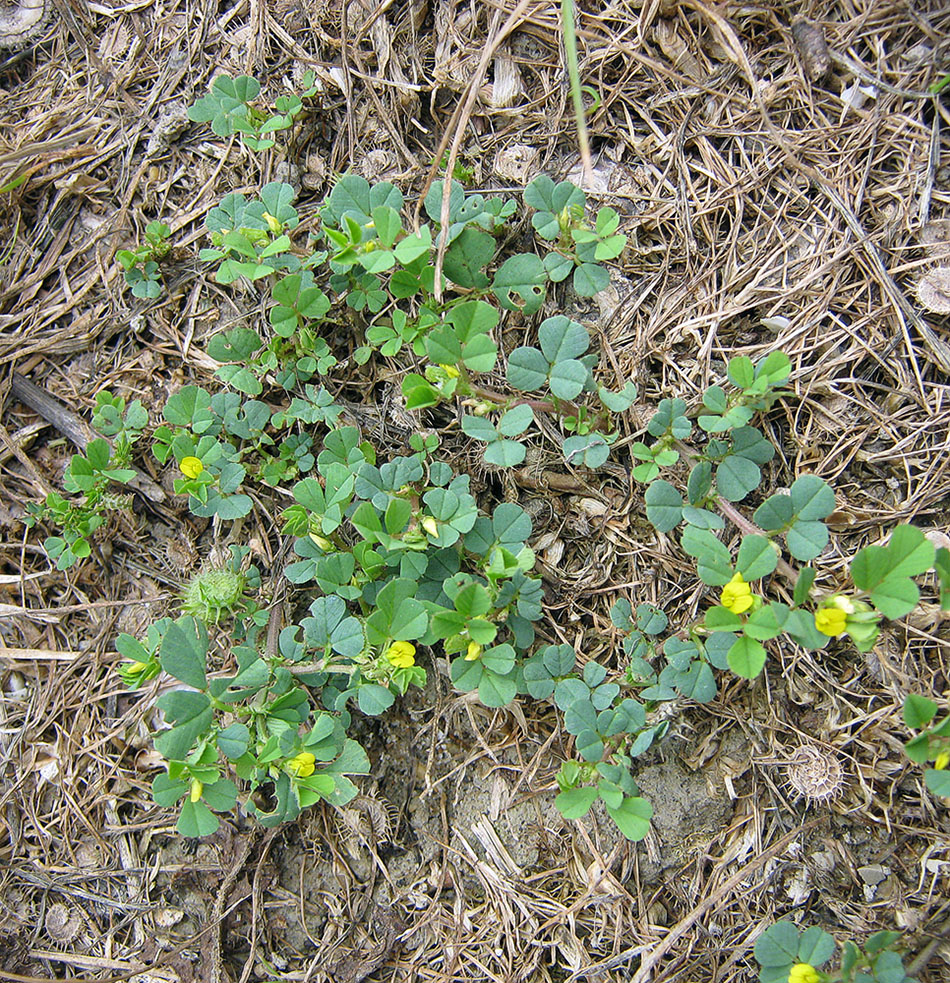 Image of Medicago denticulata specimen.