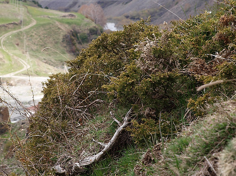 Image of Juniperus sabina specimen.