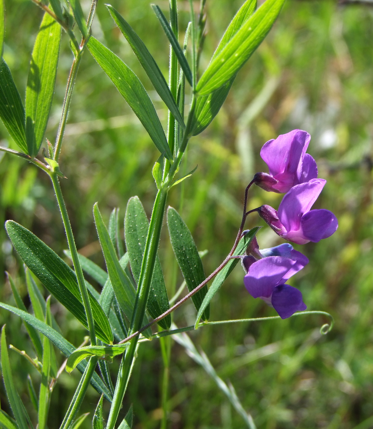 Image of Lathyrus pilosus specimen.