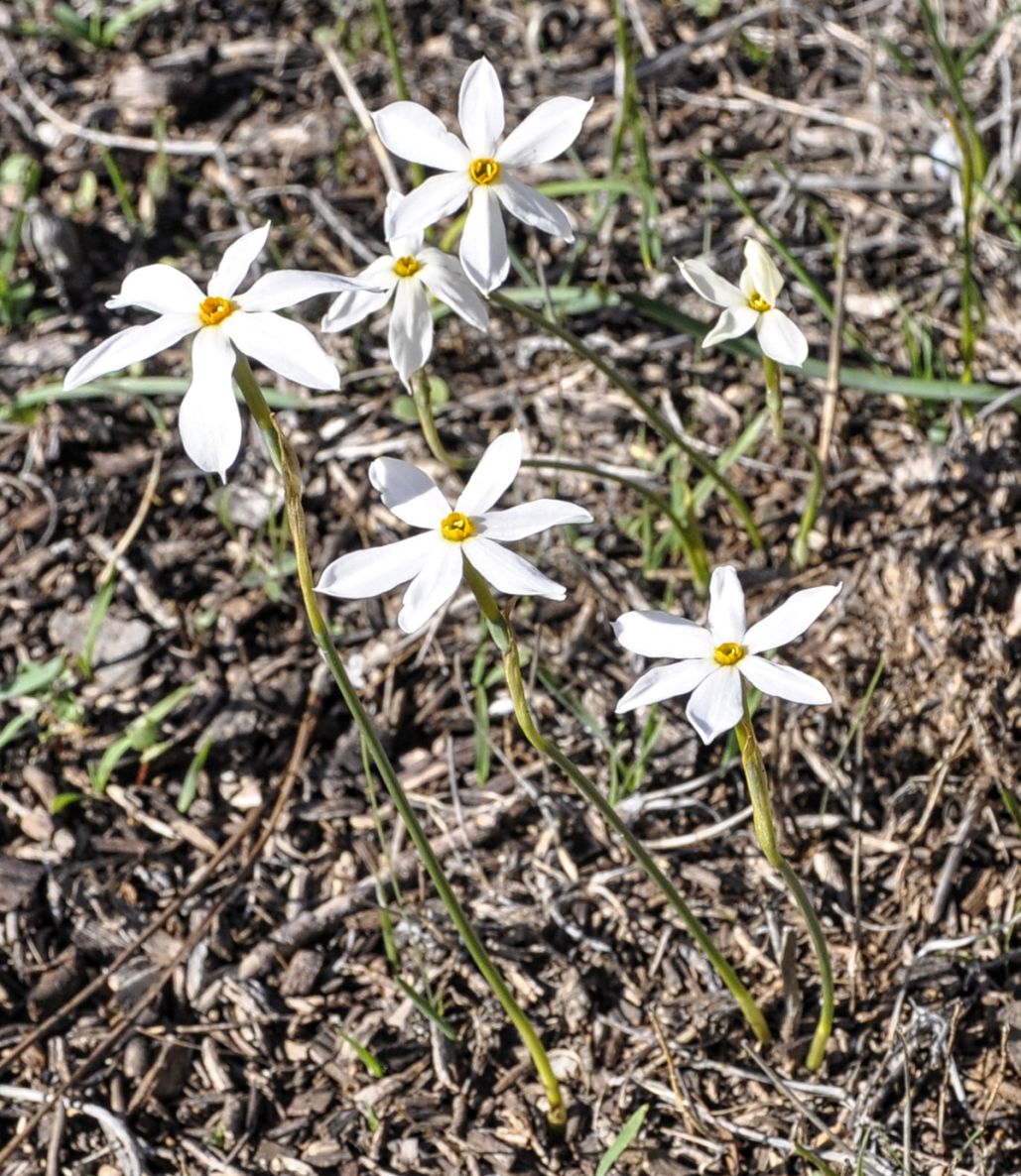 Image of Narcissus obsoletus specimen.