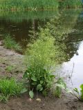 Смотреть изображение Alisma plantago-aquatica