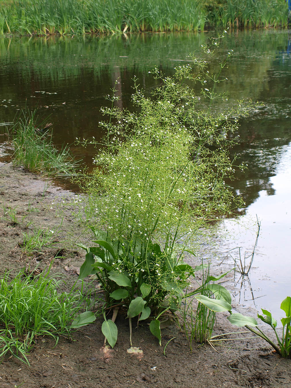 Image of Alisma plantago-aquatica specimen.