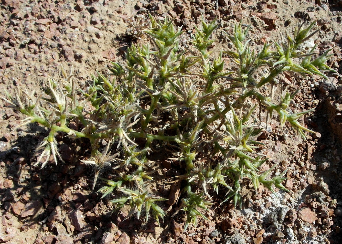 Image of genus Halimocnemis specimen.