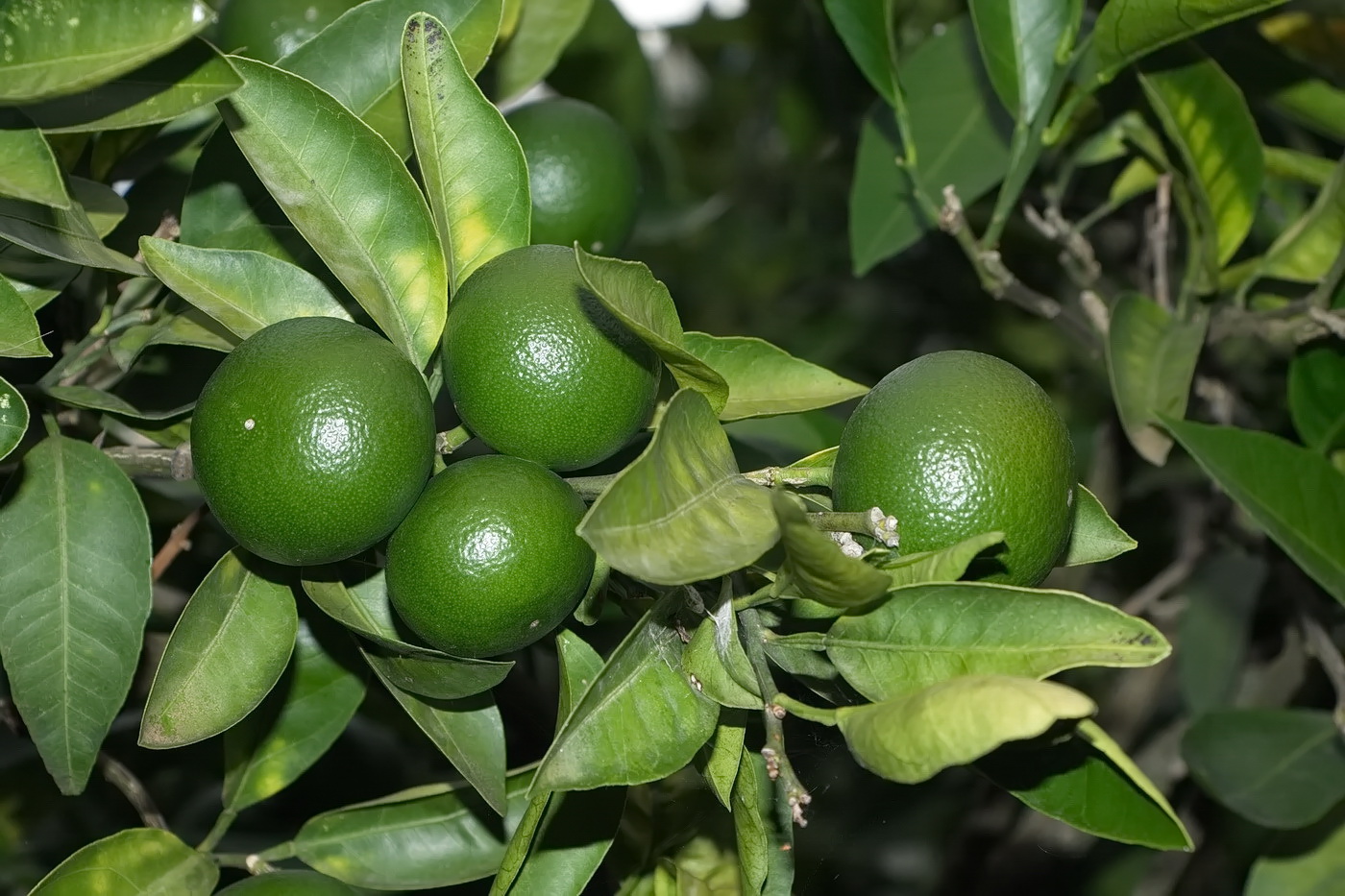 Image of Citrus reticulata specimen.