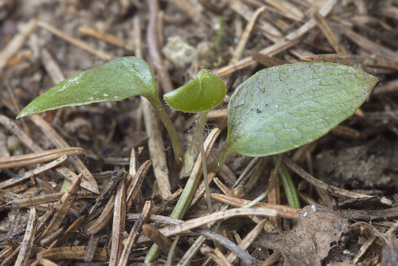 Image of Asarum europaeum specimen.