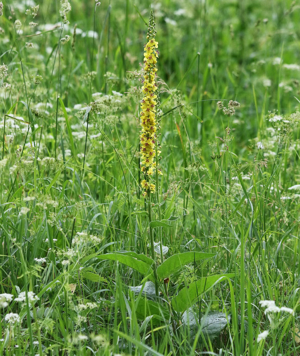 Изображение особи Verbascum nigrum.