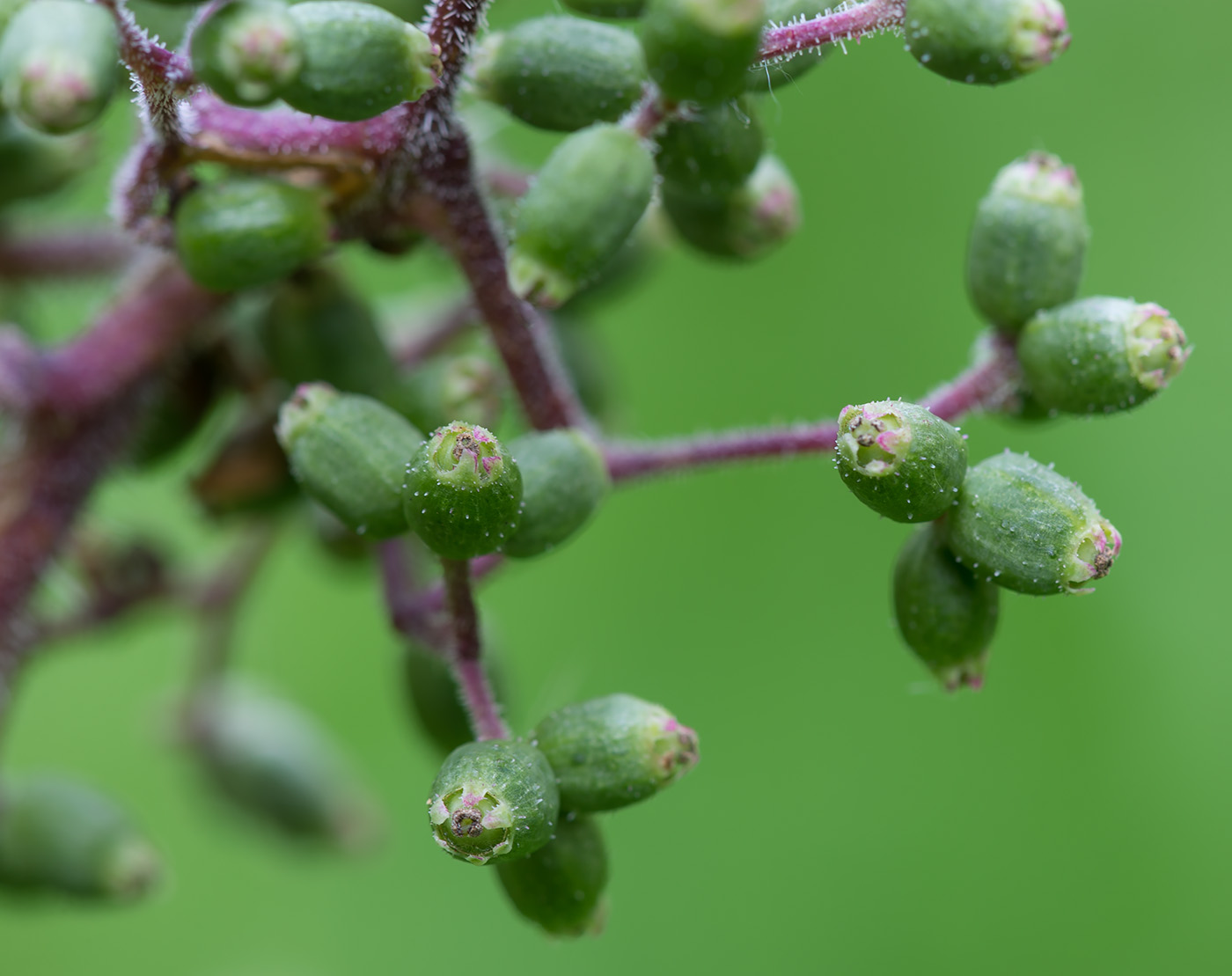 Изображение особи Sambucus sibirica.