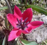Tulipa humilis. Цветок. Тверская обл., г. Тверь, городской сад, газон, в культуре. 17 апреля 2019 г.