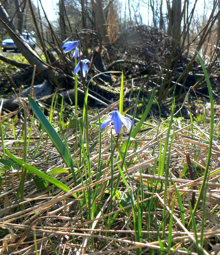 Image of Scilla siberica specimen.