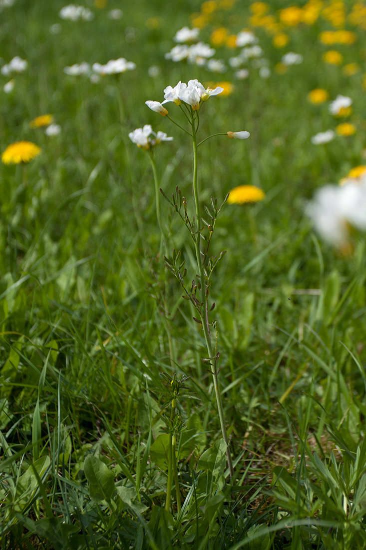 Image of Cardamine pratensis specimen.