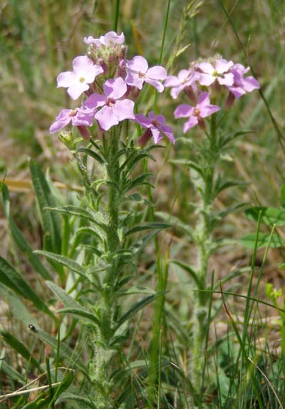 Image of Clausia aprica specimen.