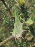 Carthamus lanatus. Лист (вид снизу). Краснодарский край, Абинский р-н, ст-ца Холмская, луг. 13.07.2019.