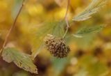 Physocarpus opulifolius. Верхушка веточки с соплодием. Пермский край, г. Пермь, Кировский р-н, тополёвая роща. 06.10.2019.