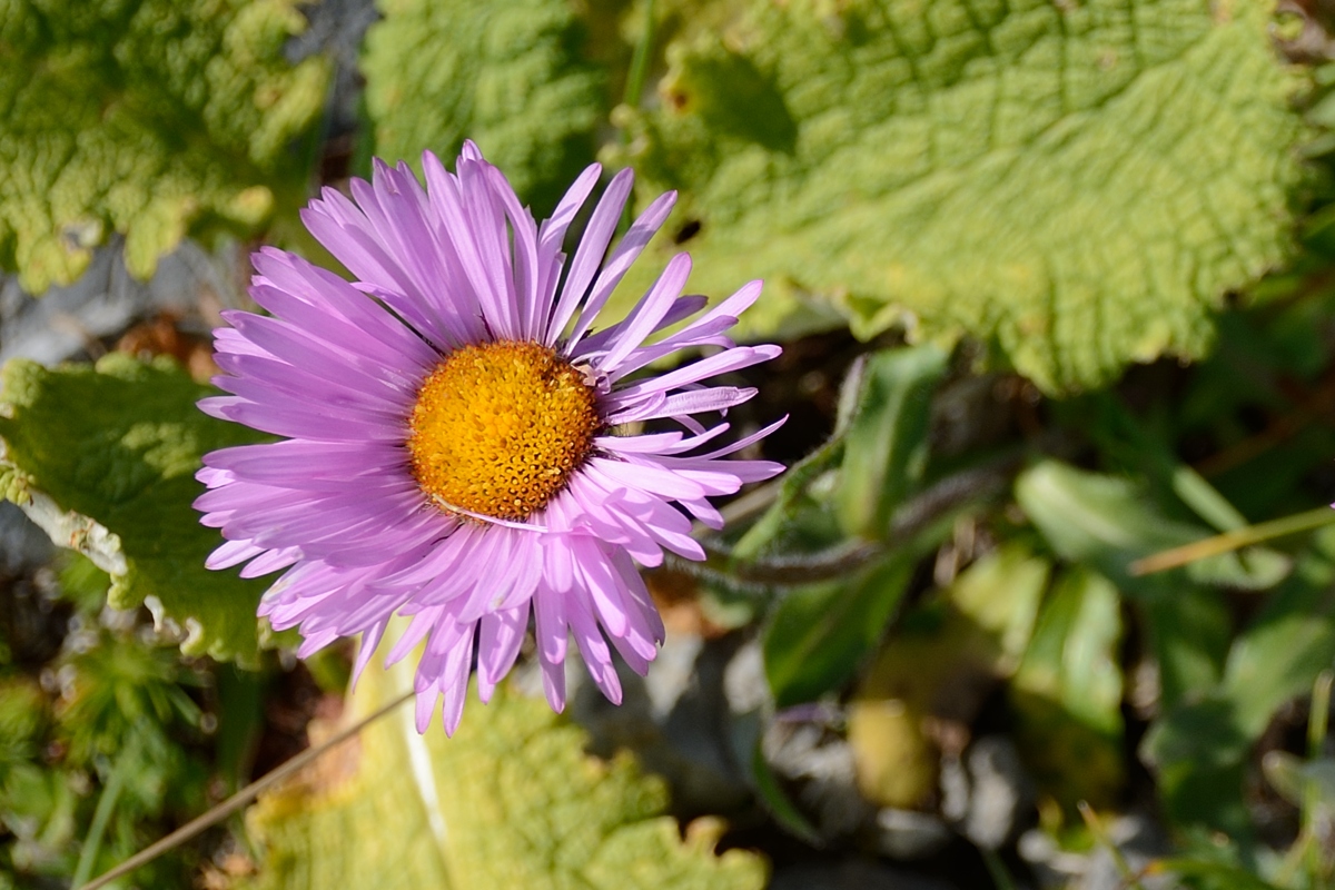 Изображение особи Erigeron venustus.