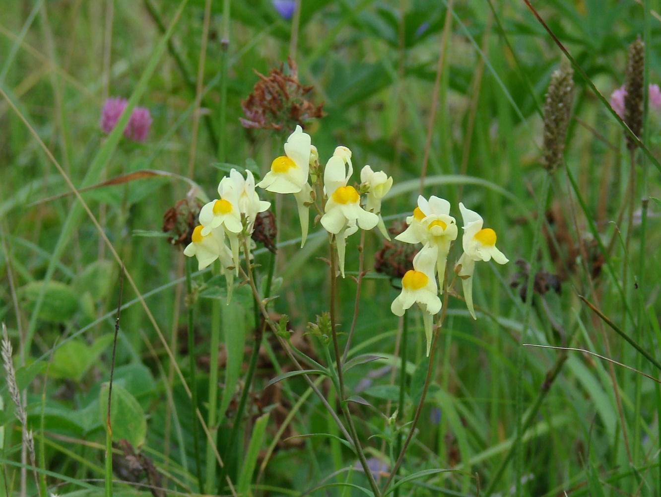 Изображение особи Linaria vulgaris.