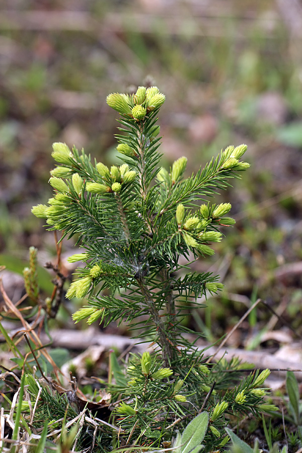 Image of Picea abies specimen.