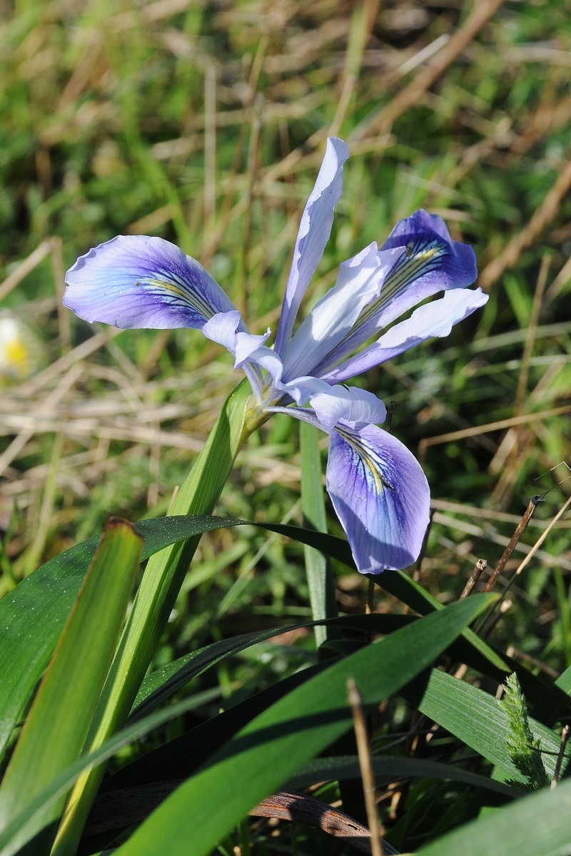 Image of Iris douglasiana specimen.