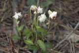 Chimaphila japonica. Растение с цветущими и прошлогодними плодоносящими побегами. Сахалинская обл., Томаринский р-н, окр. г. Томари, нижняя часть склона сопки, под пологом пихтово-березового леса. 30.07.2017.