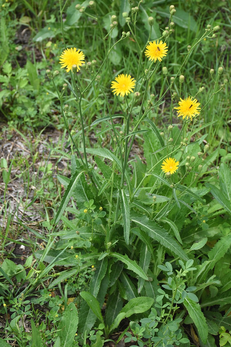 Image of Sonchus arvensis specimen.