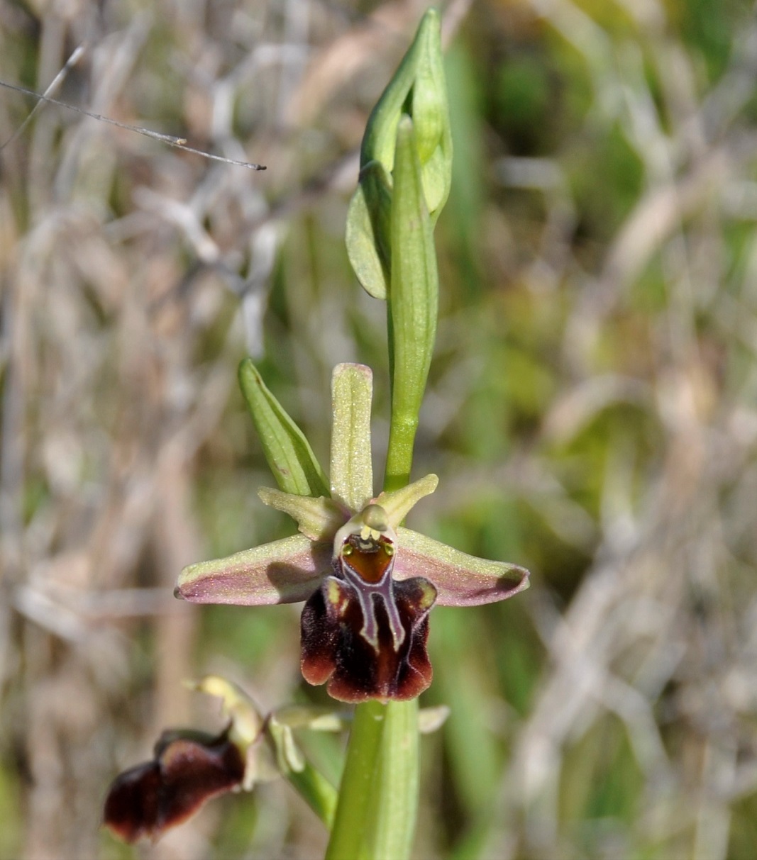 Image of Ophrys mammosa specimen.