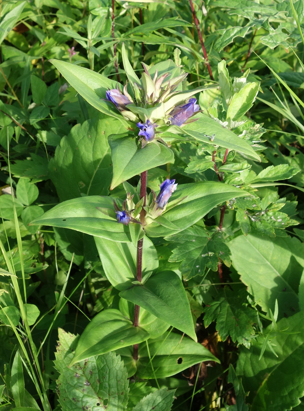 Image of Gentiana scabra specimen.