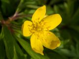 Anemone ranunculoides. Цветок. Московская обл., Талдомский р-н, правый берег р. Дубна, смешанный лес. 07.04.2020.