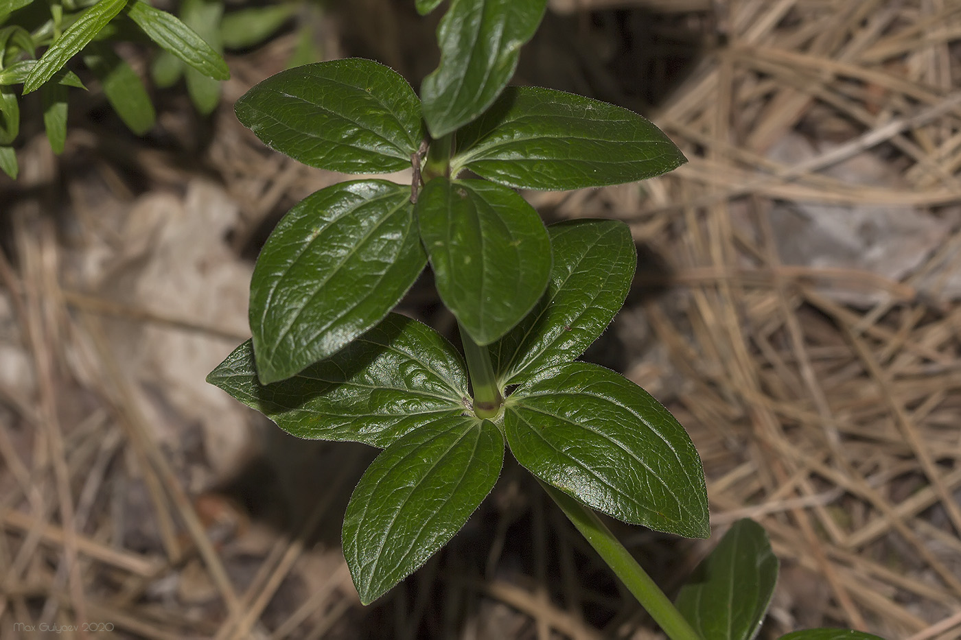 Image of Galium rubioides specimen.