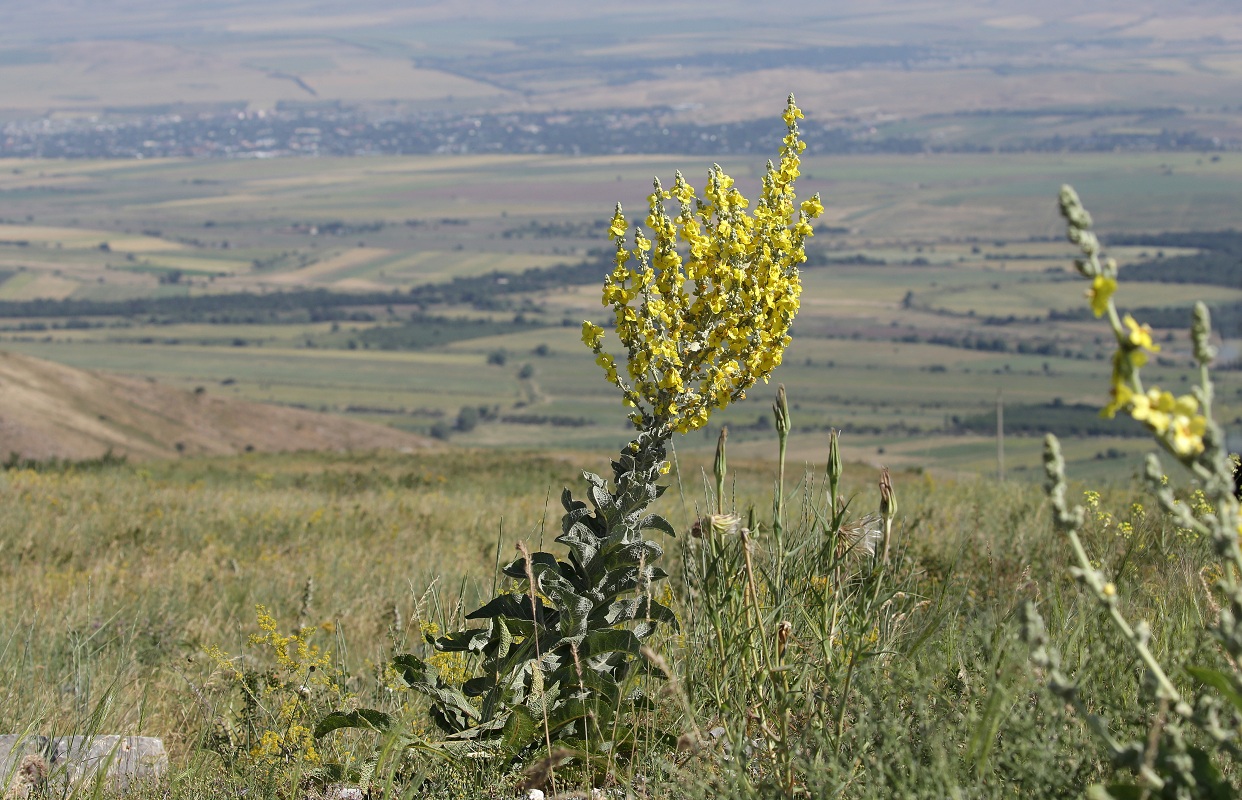 Изображение особи Verbascum songaricum.