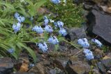 Myosotis alpestris. Верхушки побегов с цветками. Северная Осетия, Алагирский р-н, Сказское ущелье, 2500 м н.у.м. 13.07.2020.