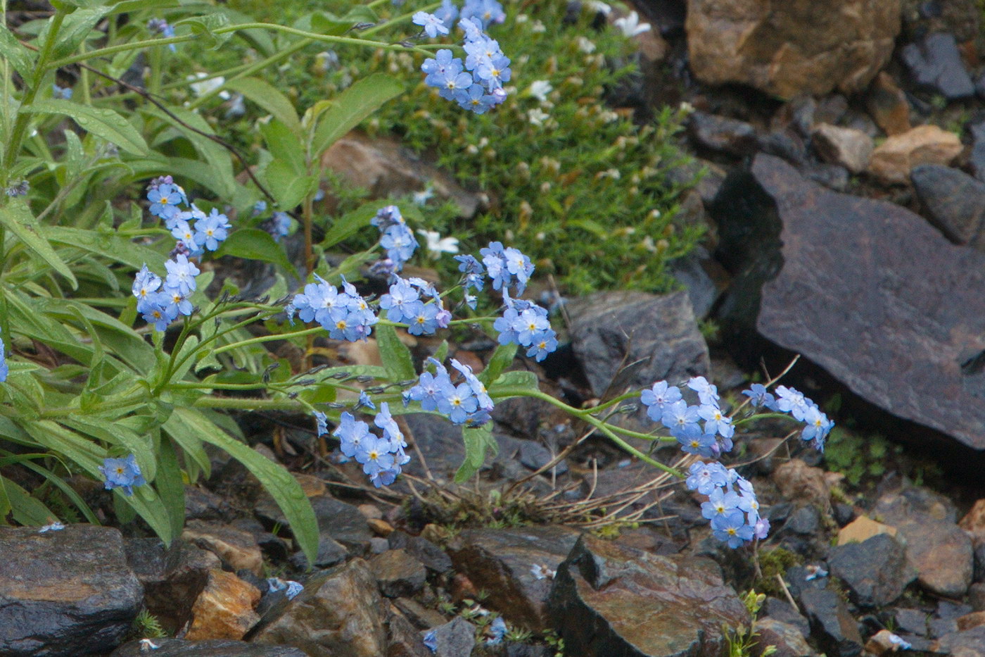 Изображение особи Myosotis alpestris.