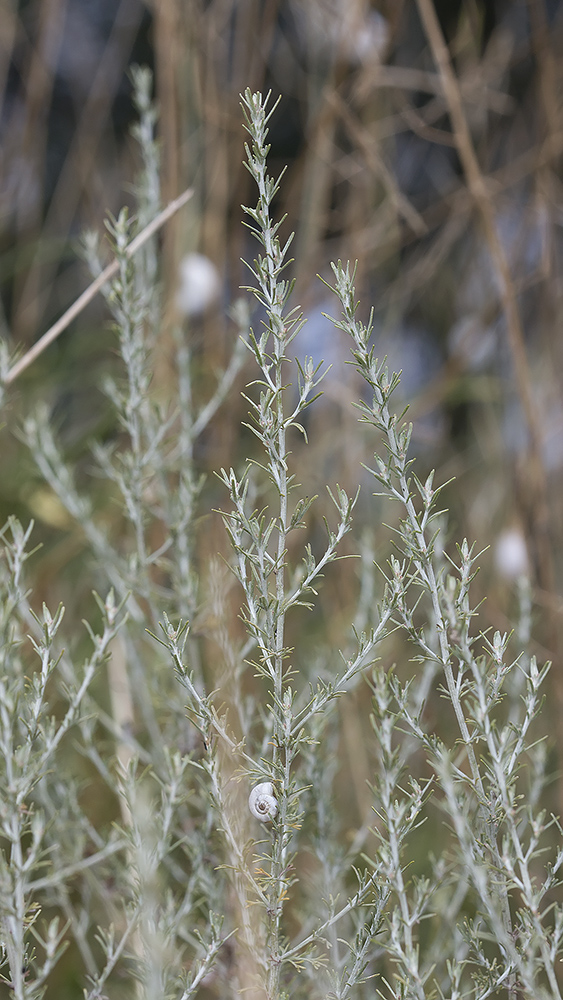 Image of Artemisia taurica specimen.